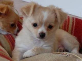 3 Wunderschöne Chihuahua-Mischlings Welpen