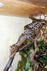 0. 1 Tigerpython Albino und 1. 0 Tigerpython het Granit