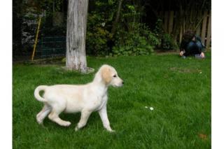 SCHÖNE LABRADOODLE WELPEN