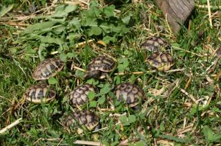 Landschildkröten