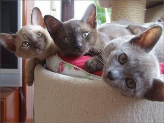 Burma Kitten