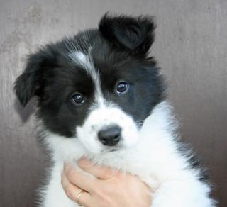 3 wunderschöne Border Collie Welpen aus kleiner VDH Zucht