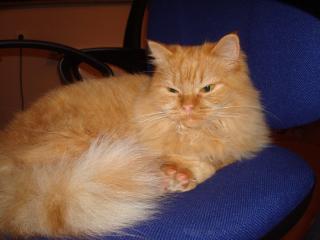 Hallo, Liebe Leute, ich heiße Kitty, ich suche liebevolles Zuhause