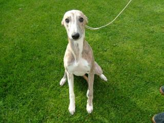 Traumhafte Whippetwelpen Whippet Welpen