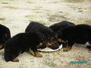 Top-Schäferhundwelpen mit super Pigment aus Spitzen-Verpaarung zu verkaufen