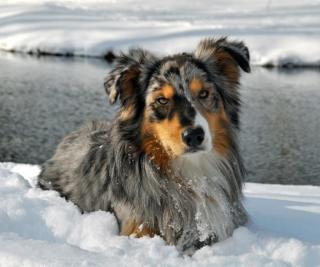 Australian Shepherd Deckrüde, o. P.