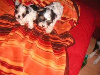 2 kleine kuschelmäuse suchen noch eine neue familie