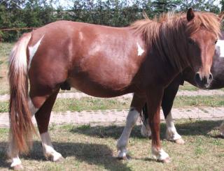 Fuchsscheckpony Wallach