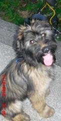 Briard-Minischnauzer Mischling