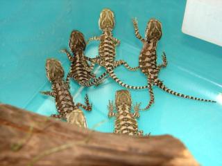 Zwergbartagamen NZ 08/10 pogona henrylawsoni