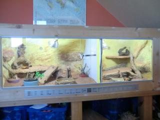 Terrarium komplett mit 3 Zwergbartagamen Pogona henrylawsoni.