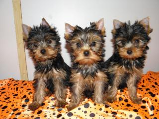 Yorkshire Terrier Welpen