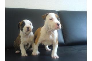 Wunderschöne Amstaff American Pit Bull Terrier