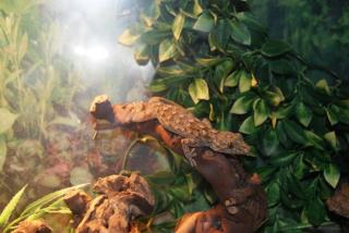 Marmorgeckos abzugeben