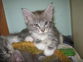 Maine-Coon Mädchen m. P.