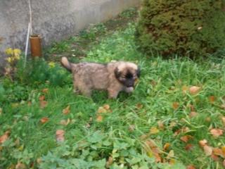 Leonberger-Welpe