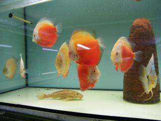 Diskusfische 5 kaufen 1 geschenkt