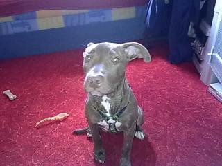 Rednose/Pitbull zu Verkaufen.