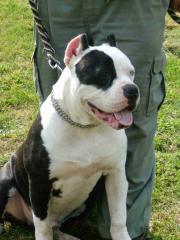 American bulldog