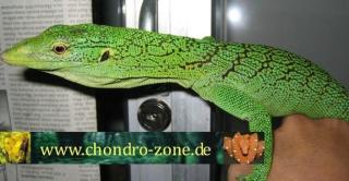 Morelia boeleni Morelia viridis und verschiedene Warane