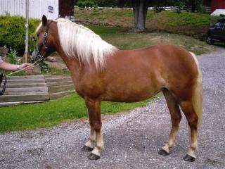 Gesunde Haflinger Stute zu verkaufen