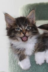 3 Maine Coon Kater suchen SIE ab Ende Nov. 10
