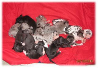 Deutsche Doggen Welpen vom Shivago