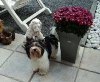 Yorkshire Terrier Rüde