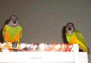 Ich suche für meine zwei Mohrenköpfchen, Hahn und Henne, ca. 8 Jahre,