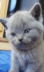 Bkh-kitten