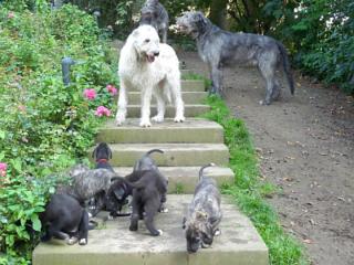 Irish Wolfhound von Schloß Burg hat vielversprechende Welpen aus Spitzenverpaaru