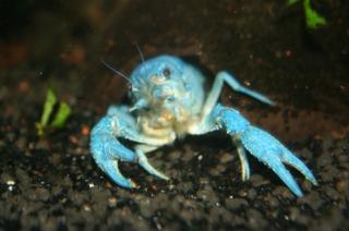 5 junge Blaue Florida Krebse