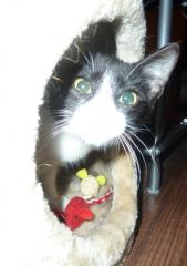 Katerchen sucht Familie