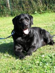 Labrador-Hündin Bonny