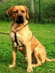 Tyson