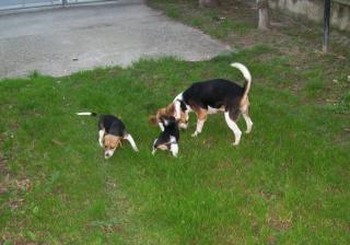 Beagle Welpen