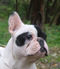 Suchen Sie einen kleinen Hund aus dem Tierschutz