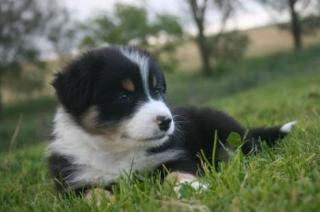 Australian Shepherd Welpen