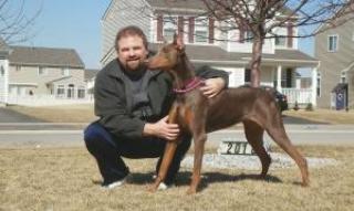 Brauner Dobermann