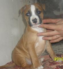 Staffordshire Terrier, noch 3 kleine abzugeben