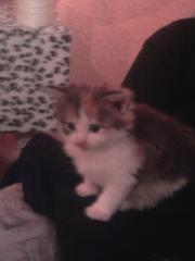 Süße Main Coon Kitten preiswert abzugeben.