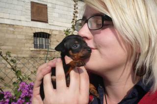 Prager Rattler Zwergpinscher