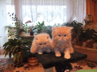 Perser katzenbabys