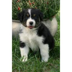 Australian Shepherd Welpen