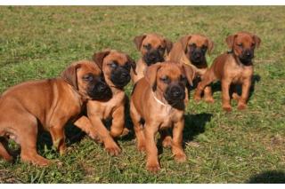 Rhodesian Ridgeback Welpen