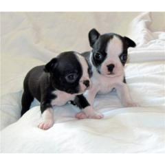 Reinrassiger Boston Terrier Welpen