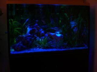Aquarium komplett 160 Liter - Abdeckung - Unterschrank - Filter - UV Klärer - LE