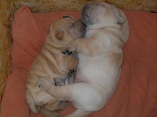 Shar Pei Welpen