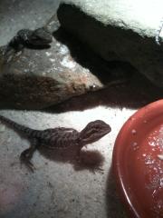 Wunderschöne Bartagame Babys