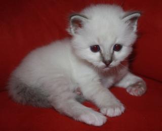 Heilige Birmakitten suchen liebevolle Dosenöffner